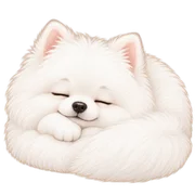 安心等待的白色博美 니니